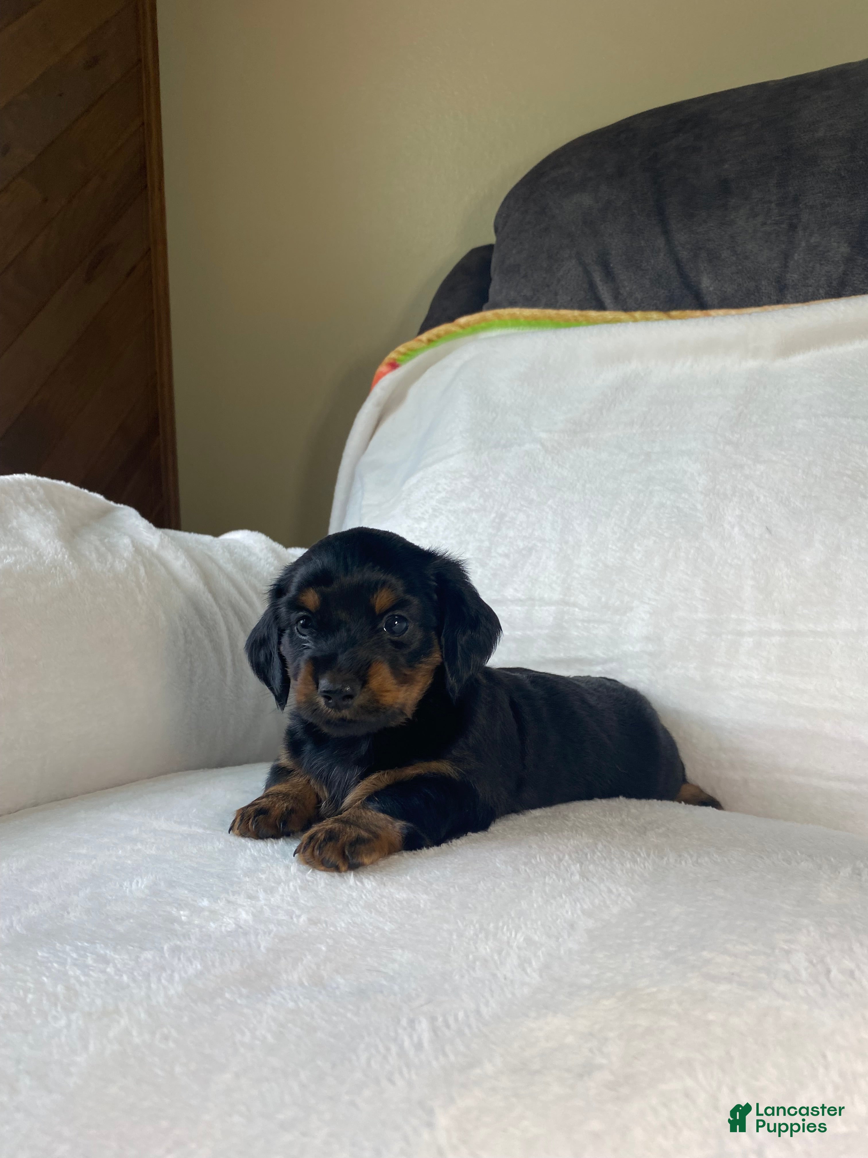 Miniature Dachshund dogs Miniature Dachshund 2 - Ad 1