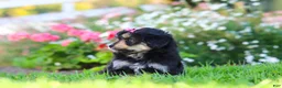 Mixed Breed dogs for sale: Autumn - Ad 3