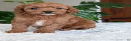 Cavapoo dogs for sale: Kylie - Ad 5