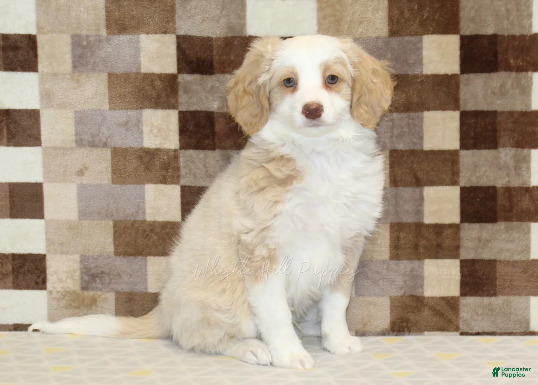 Mini Bernedoodle dogs for sale: Chief - Ad 1