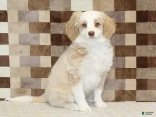 Mini Bernedoodle dogs for sale: Chief - Ad 2