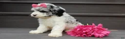 Cockapoo dogs for sale: Hailey - Ad 5