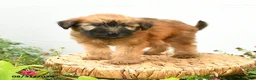 Soft Coated Wheaten Terrier dogs for sale: Chance - Ad 1