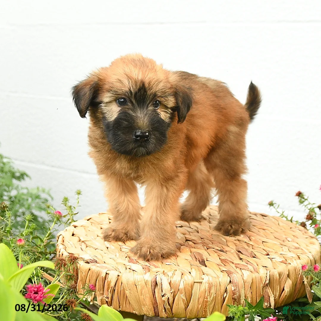 Soft Coated Wheaten Terrier dogs for sale: Chance - Ad 1
