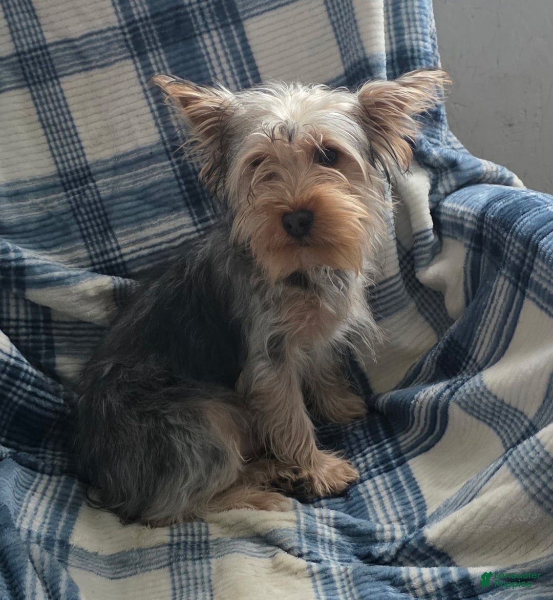 Yorkshire Terrier dogs for sale: Stevie - Ad 5