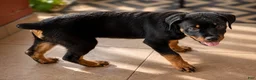 Rottweiler dogs for sale: Ruby - Ad 6