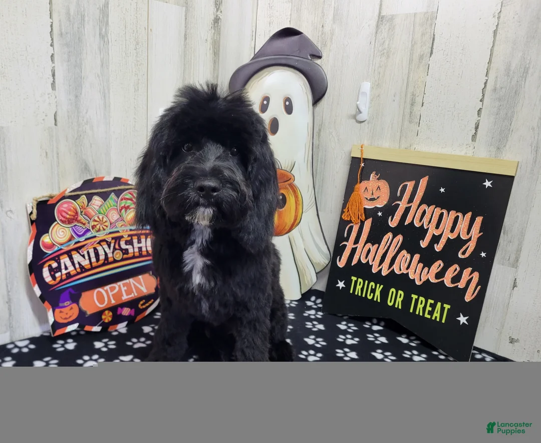 Cavapoo dogs for sale: F1 Poseidon - Ad 1
