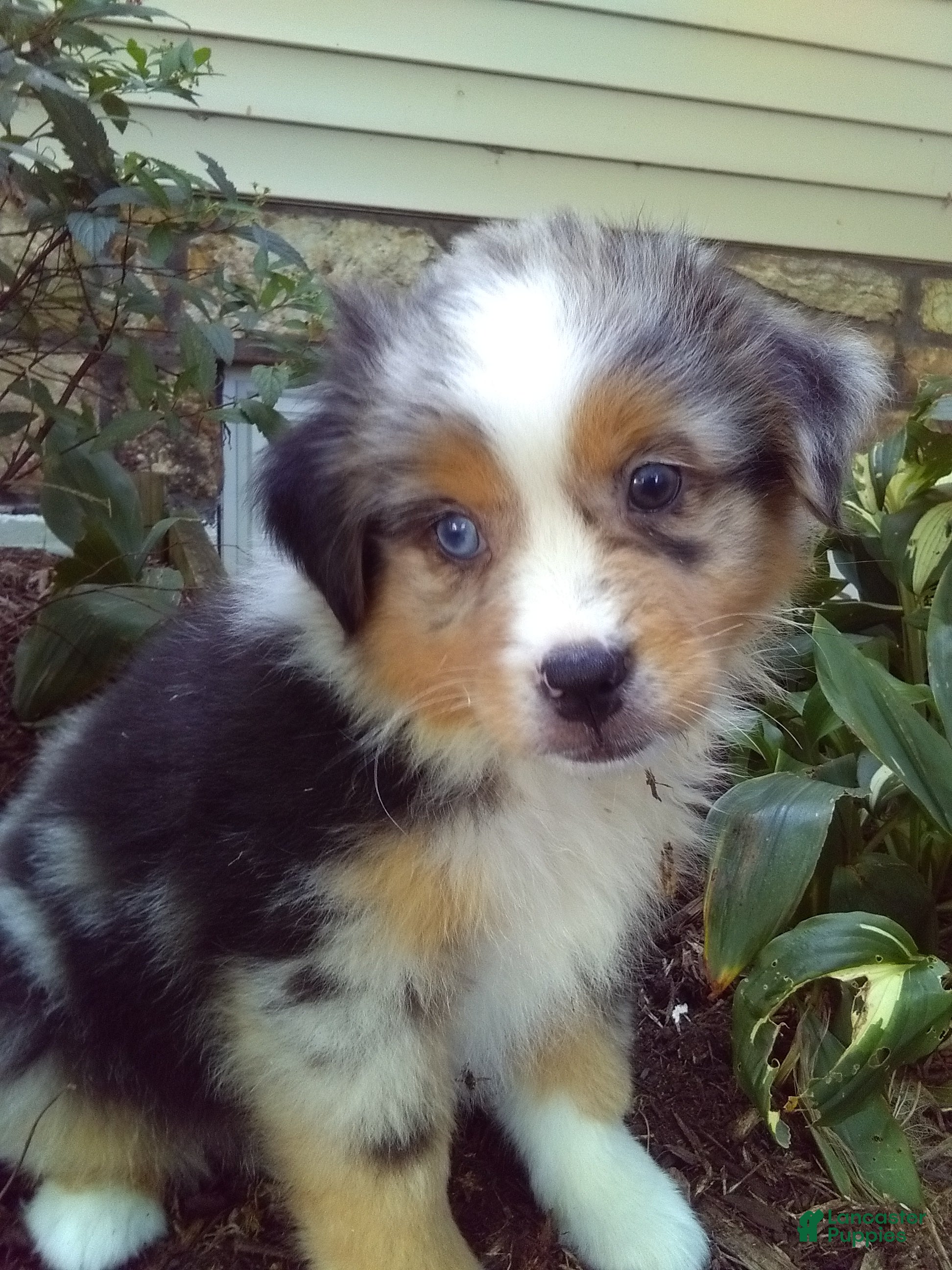Miniature Australian Shepherd dogs Augest - Ad 2