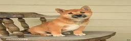 Shiba Inu dogs for sale: Leo - Ad 2