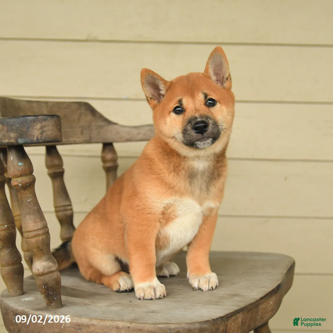 Shiba Inu dogs for sale: Leo - Ad 2
