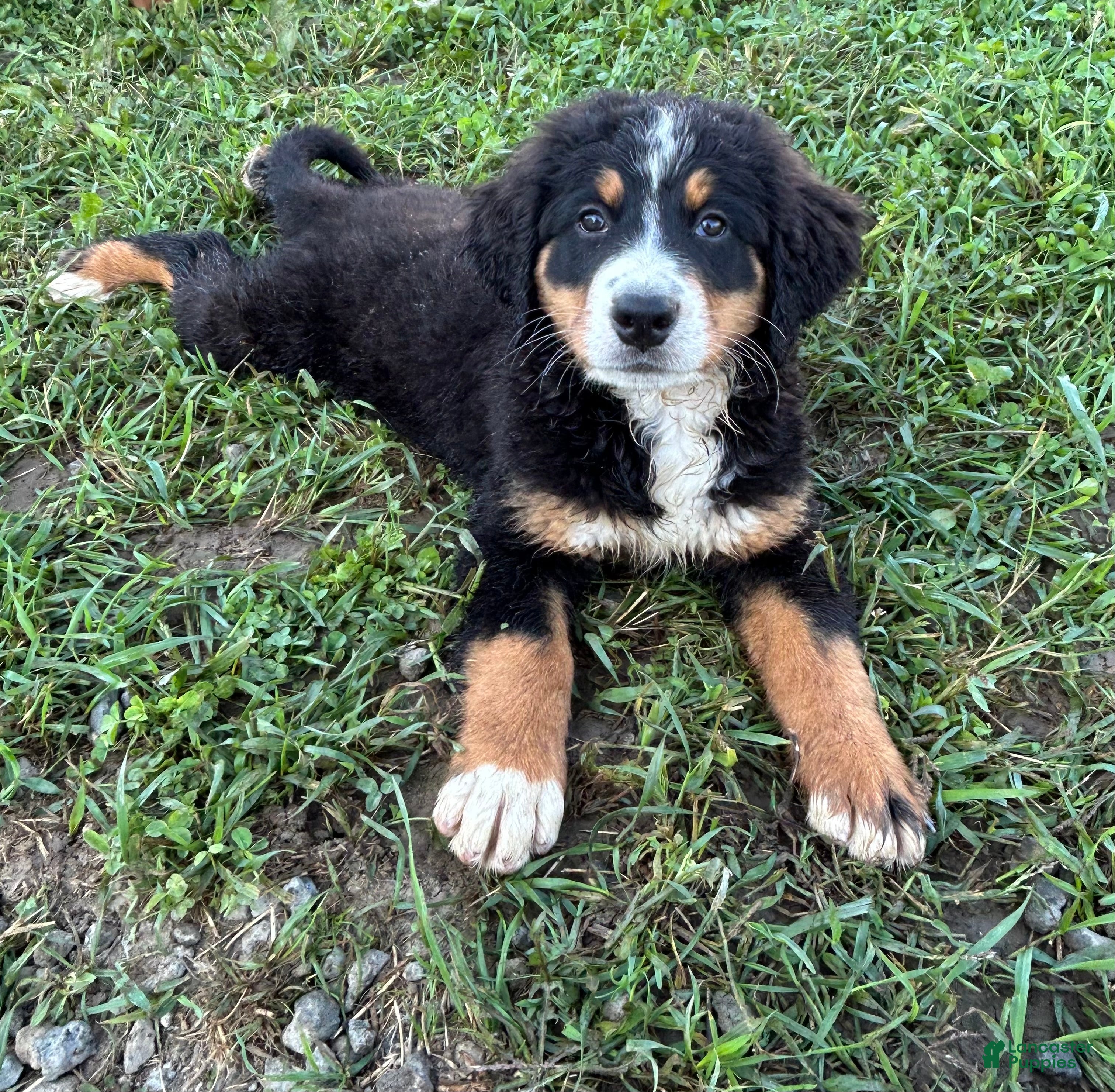 Bernese Mountain Dog dogs Poppi - Ad 20
