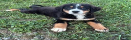 Bernese Mountain Dog dogs for sale: Poppi - Ad 1