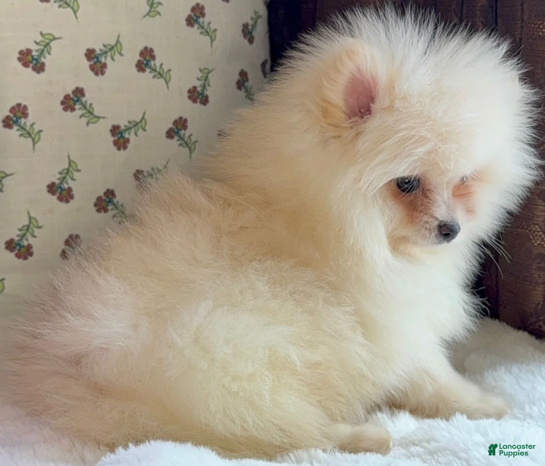 Pomeranian dogs for sale: Pomeranian Puppy Donald - Ad 4