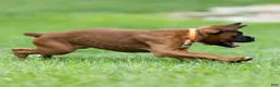 Boxer dogs for sale: Narissa Boxer  - Ad 8