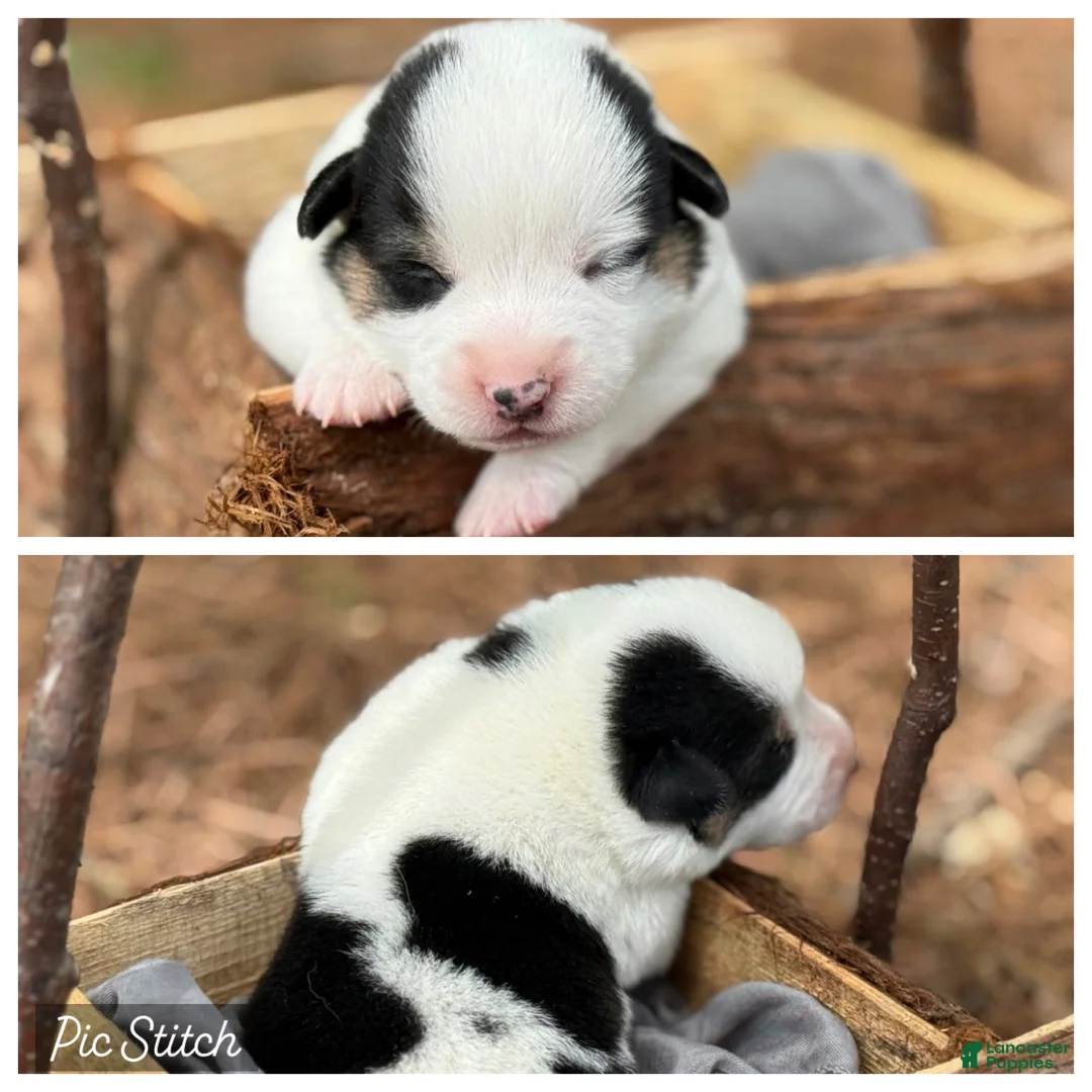 Mixed Breed dogs for sale: Mismark Boy - Ad 1