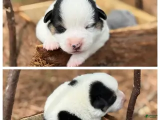 Mixed Breed dogs Mismark Boy - Ad 15