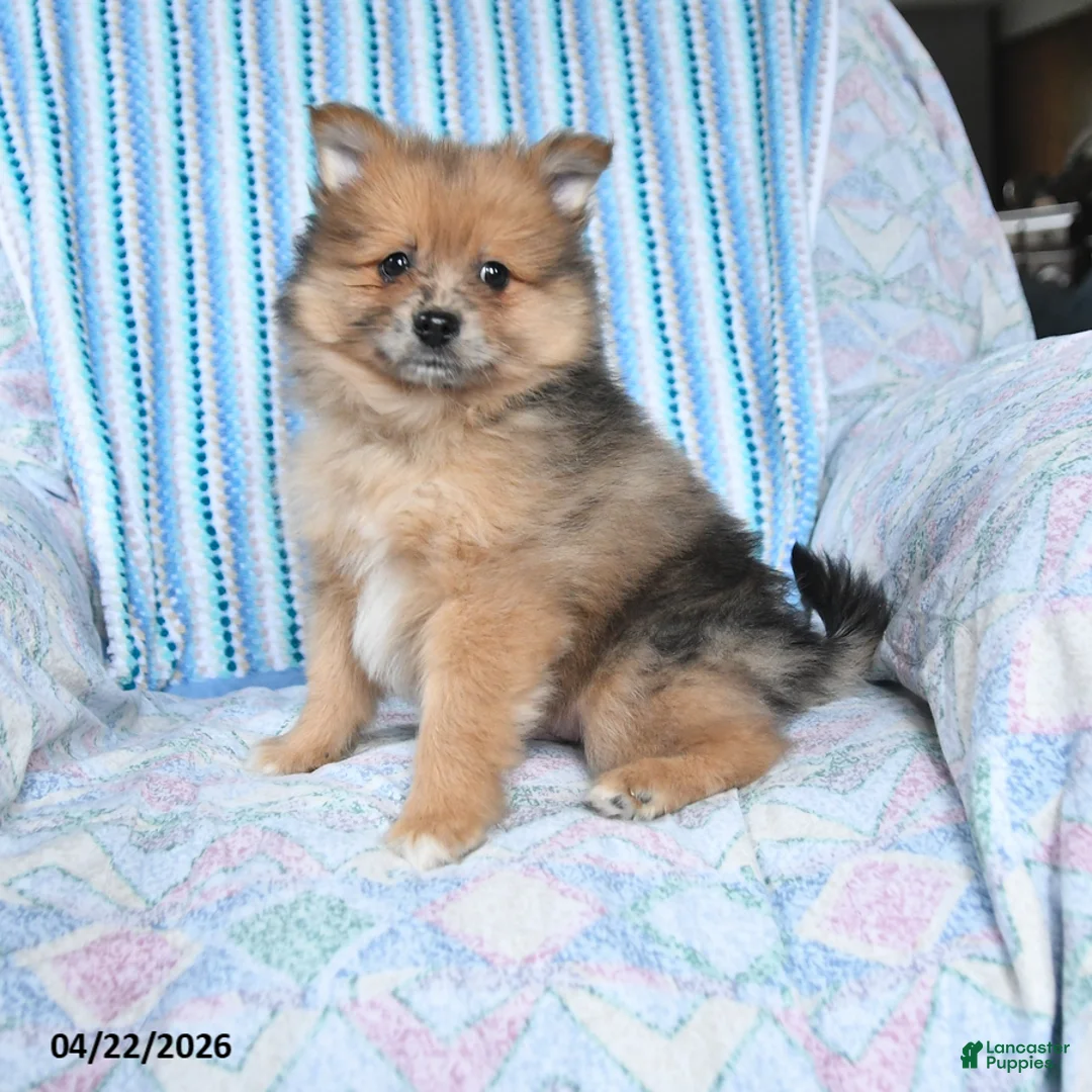 Pomsky dogs for sale: Rusty - Ad 1