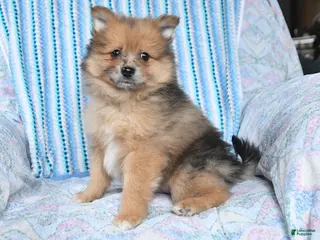 Pomsky dogs for sale: Rusty - Ad 1