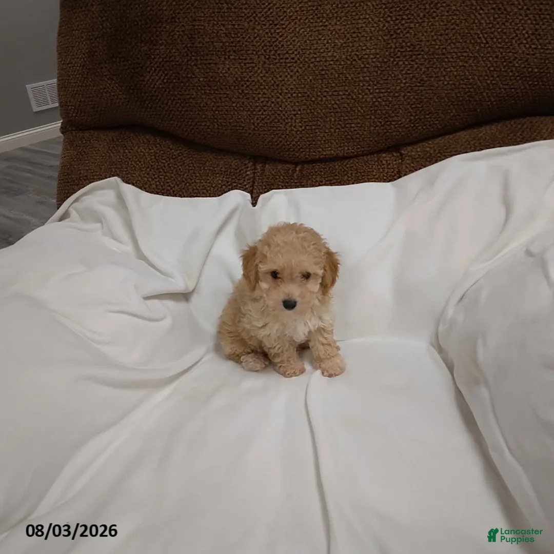 Havapoo dogs for sale: Eddie - Ad 3
