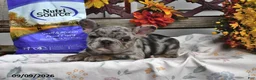 French Bulldog dogs for sale: Winnie - Ad 4