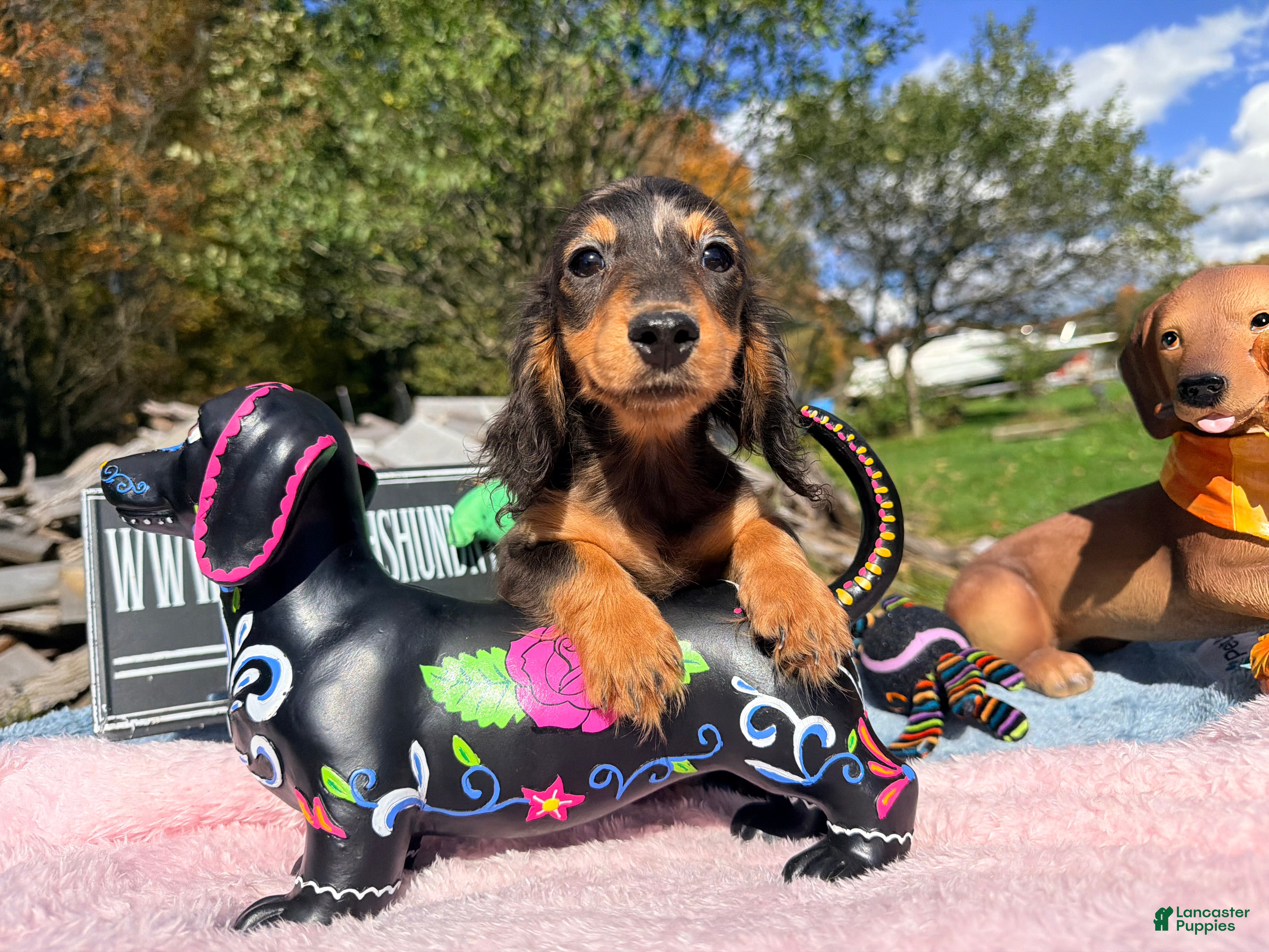 Miniature Dachshund dogs Russian AKC dapple Lh girl - Ad 10