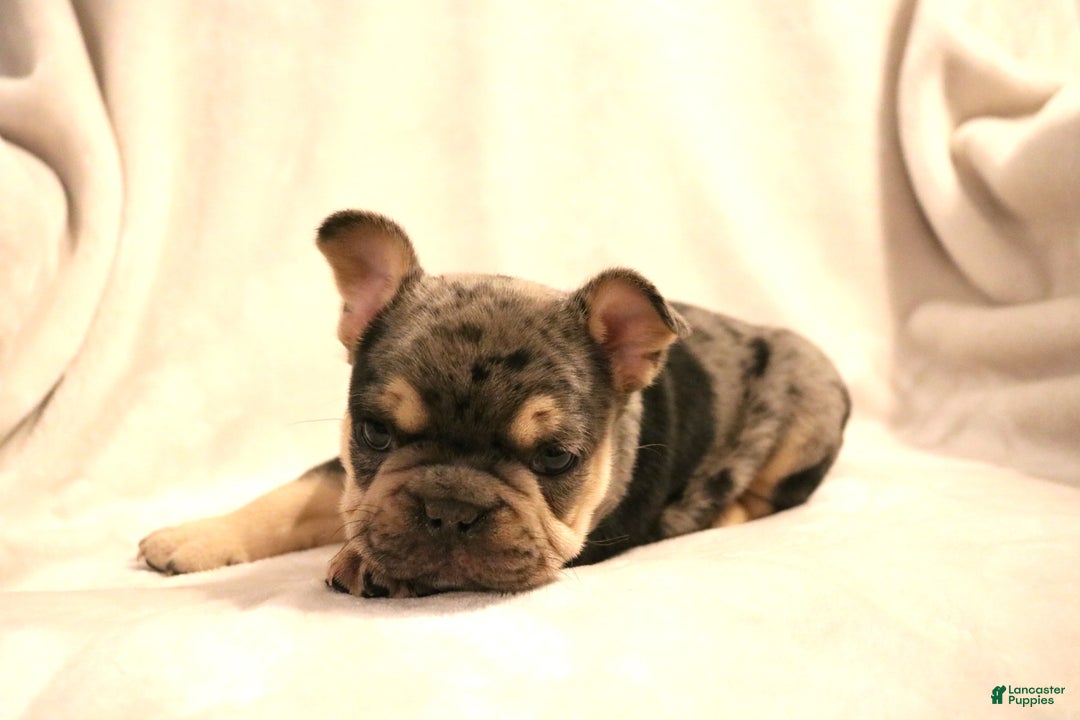 French Bulldog dogs for sale: Bear - Ad 11
