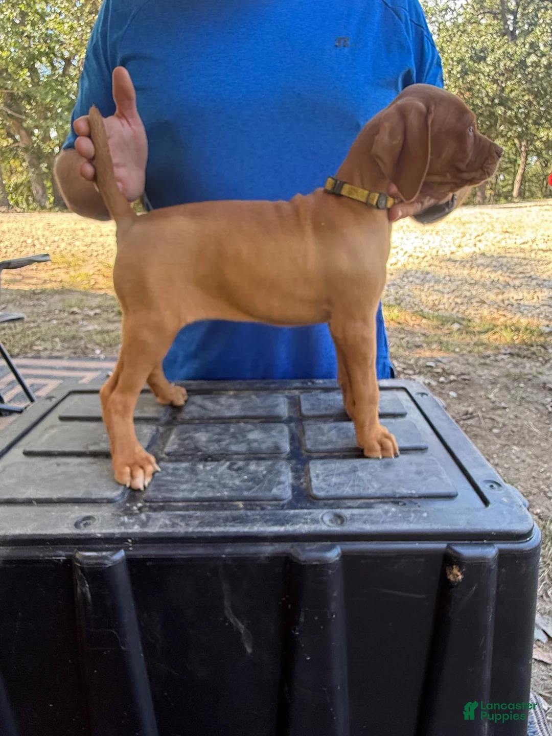 Vizsla dogs for sale: Yellow - Ad 2