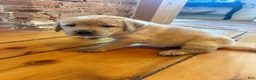 Labrador Retriever dogs for sale: Honey - Ad 4