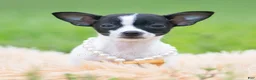 Chihuahua dogs for sale: Chiquita - Ad 5
