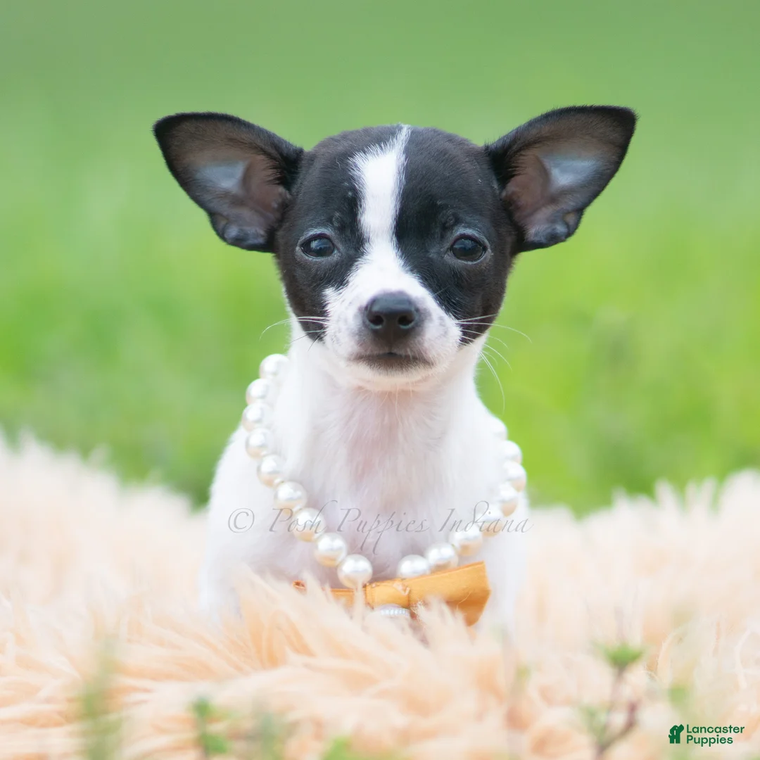 Chihuahua dogs for sale: Chiquita - Ad 5
