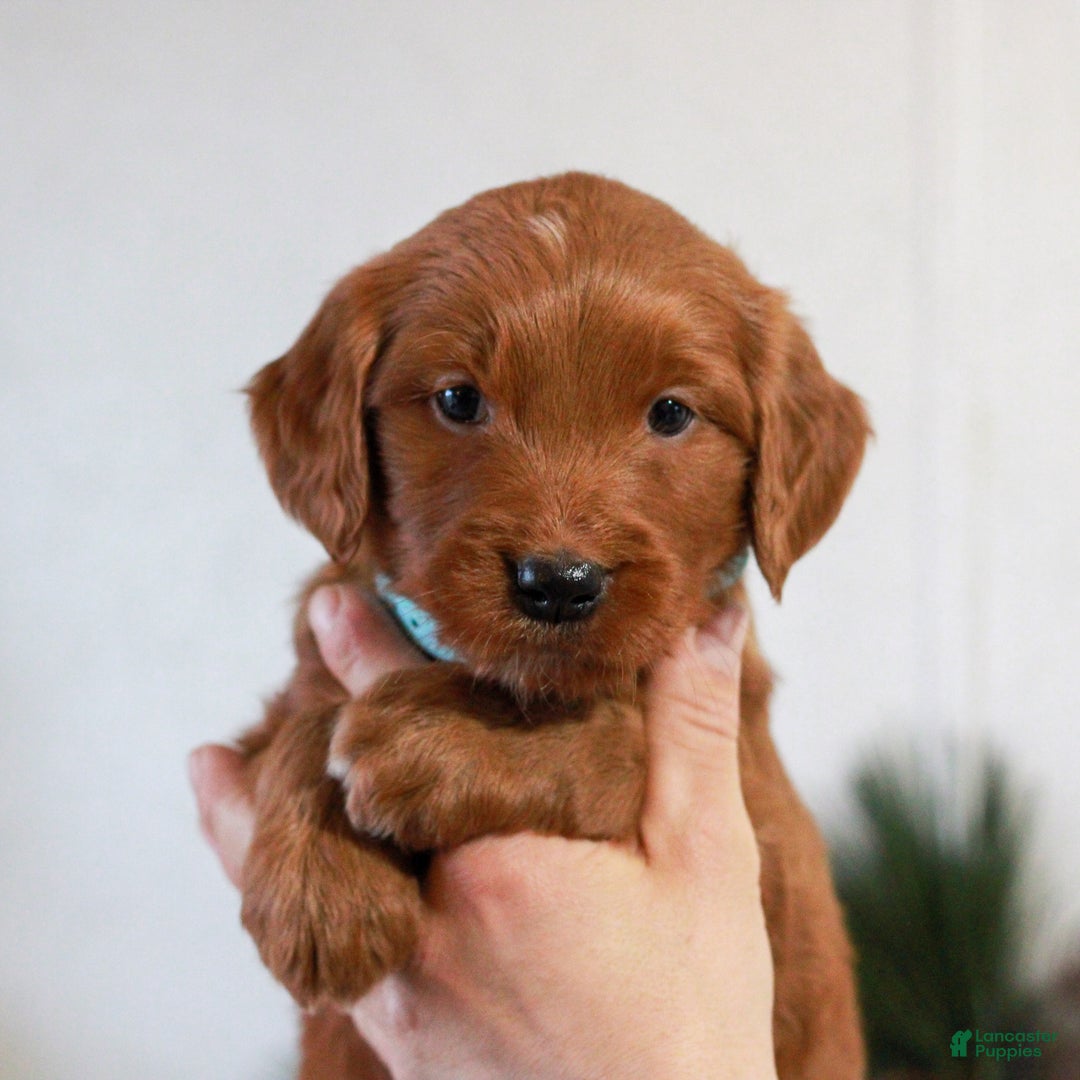 Goldendoodle dogs for sale: Ford  - Ad 4
