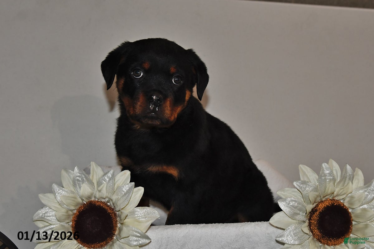 Rottweiler dogs Bear - Ad 23