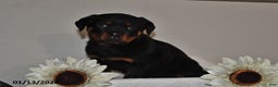 Rottweiler dogs for sale: Bear - Ad 1