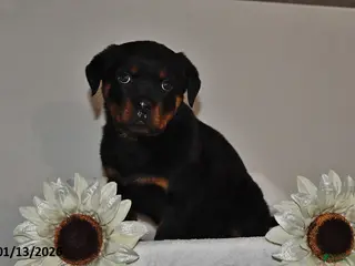 Rottweiler dogs Bear - Ad 19