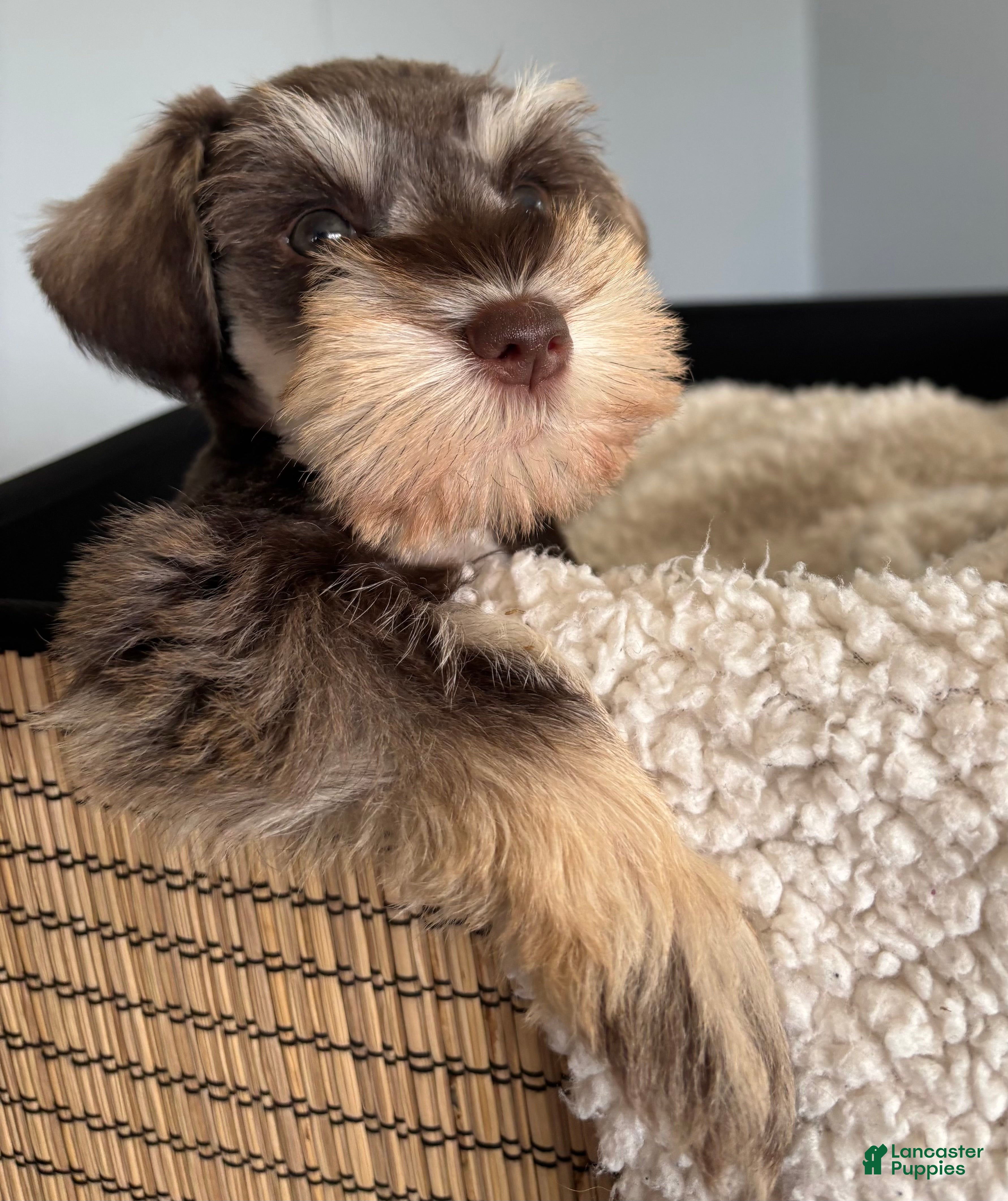 Miniature Schnauzer dogs Chai - Ad 1