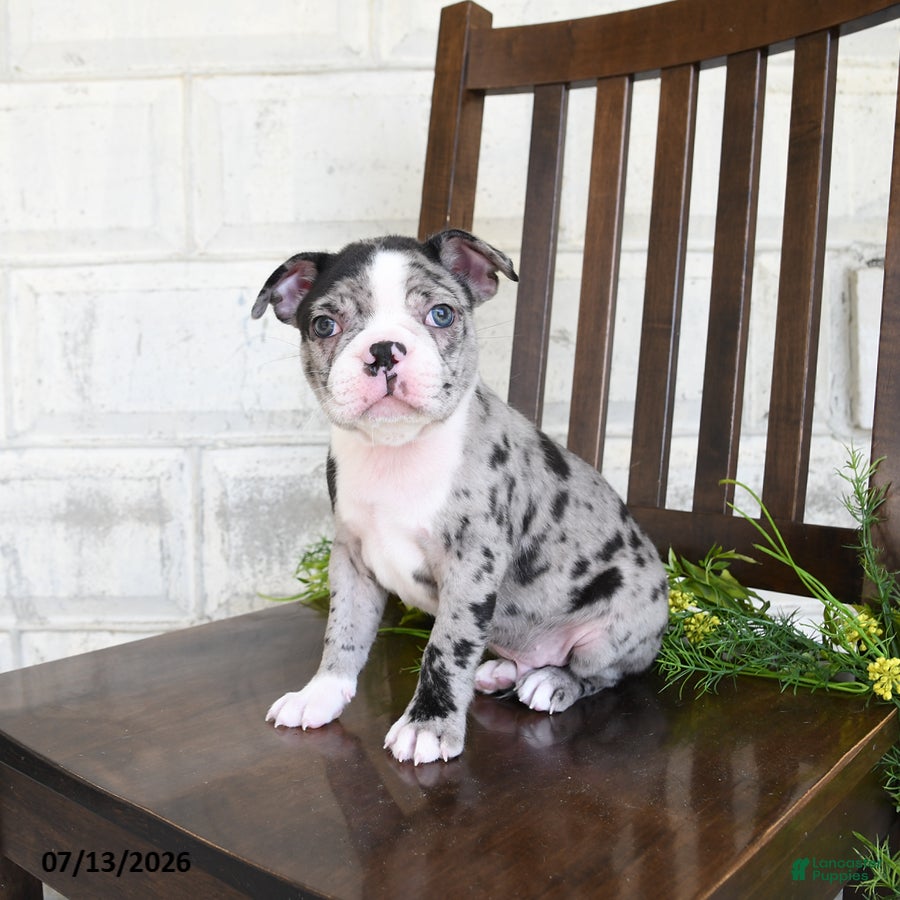 Boston Terrier dogs Ikey - Ad 2