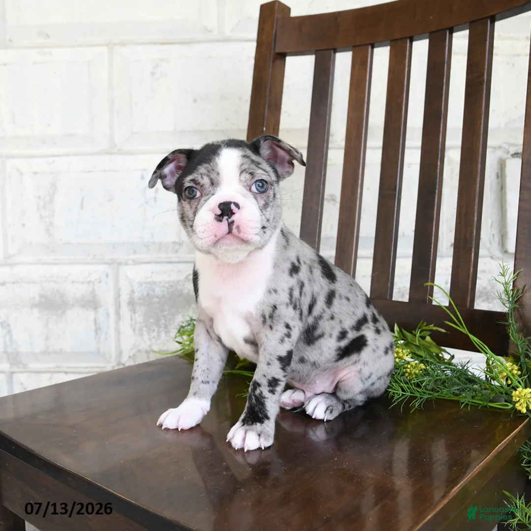Boston Terrier dogs for sale: Ikey - Ad 2