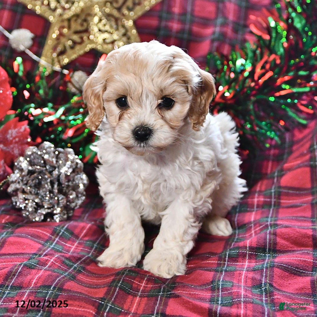 Miniature Poodle dogs for sale: Brooklyn - Ad 1