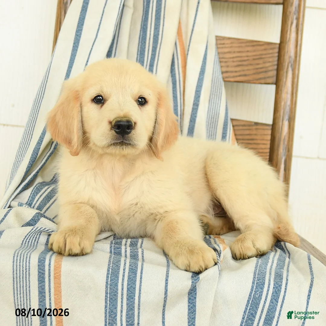 Golden Retriever dogs for sale: James   - Ad 2
