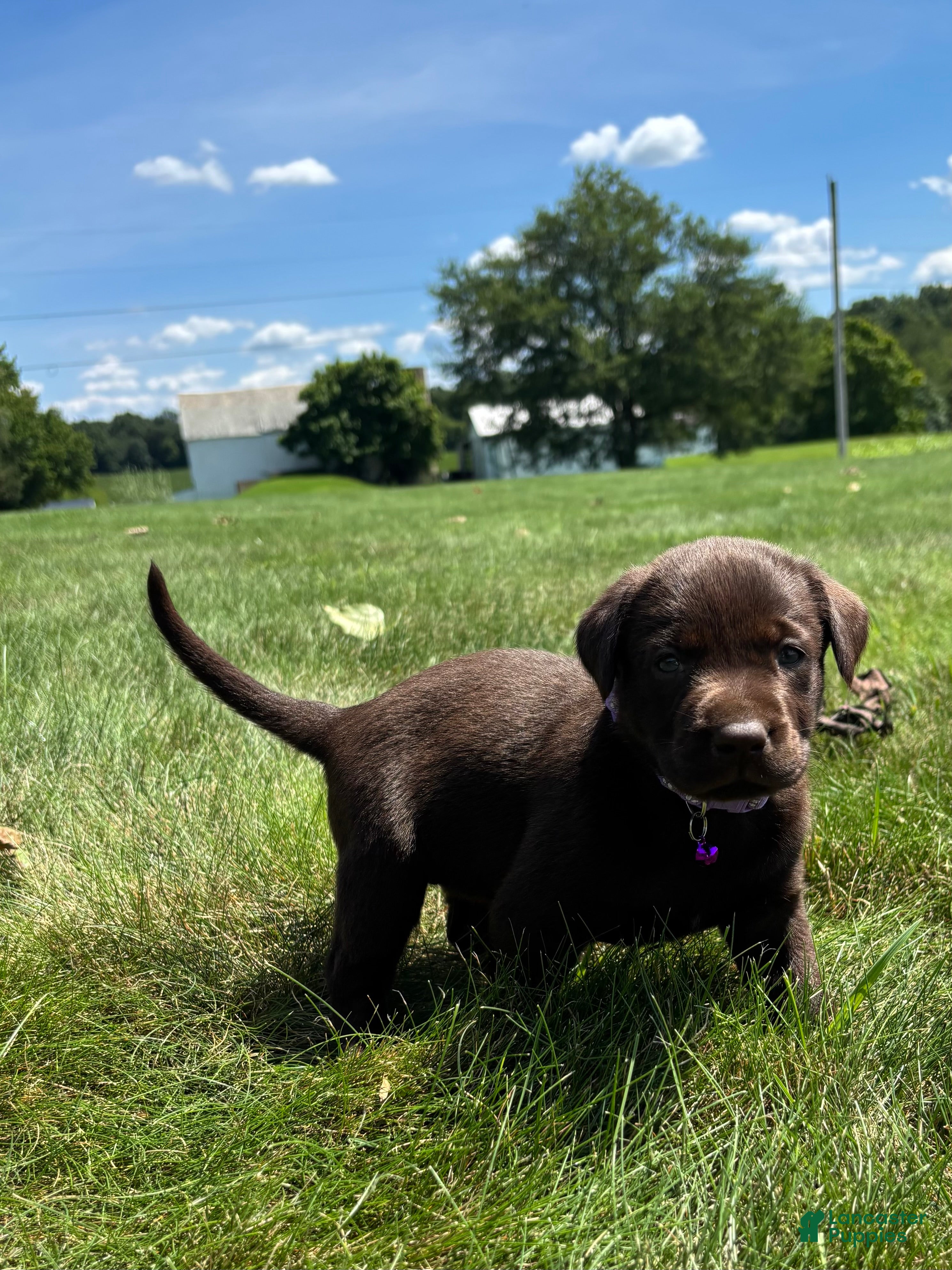 Labrador Retriever dogs Hazel - Ad 1