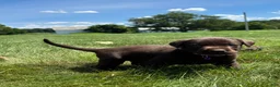 Labrador Retriever dogs for sale: Hazel - Ad 1