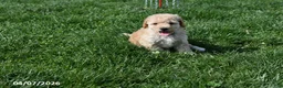 Bichpoo dogs for sale: Brooklyn - Ad 1