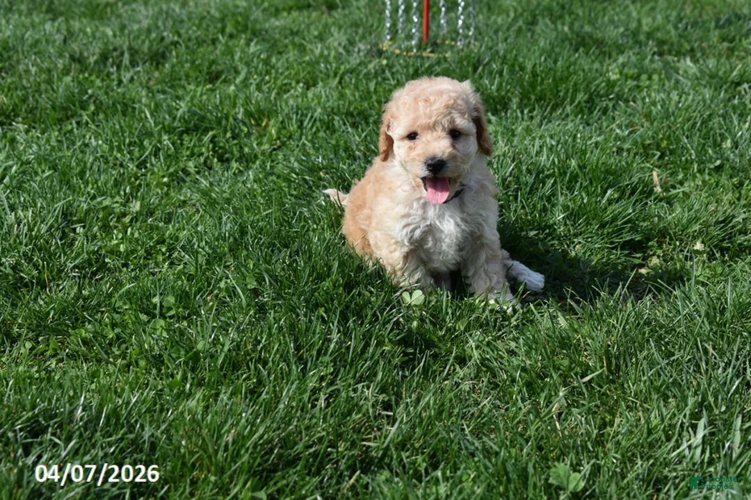 Bichpoo dogs for sale: Brooklyn - Ad 1