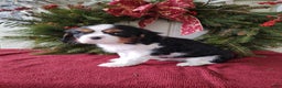 Cavalier King Charles Spaniel dogs for sale: Lance - Ad 3