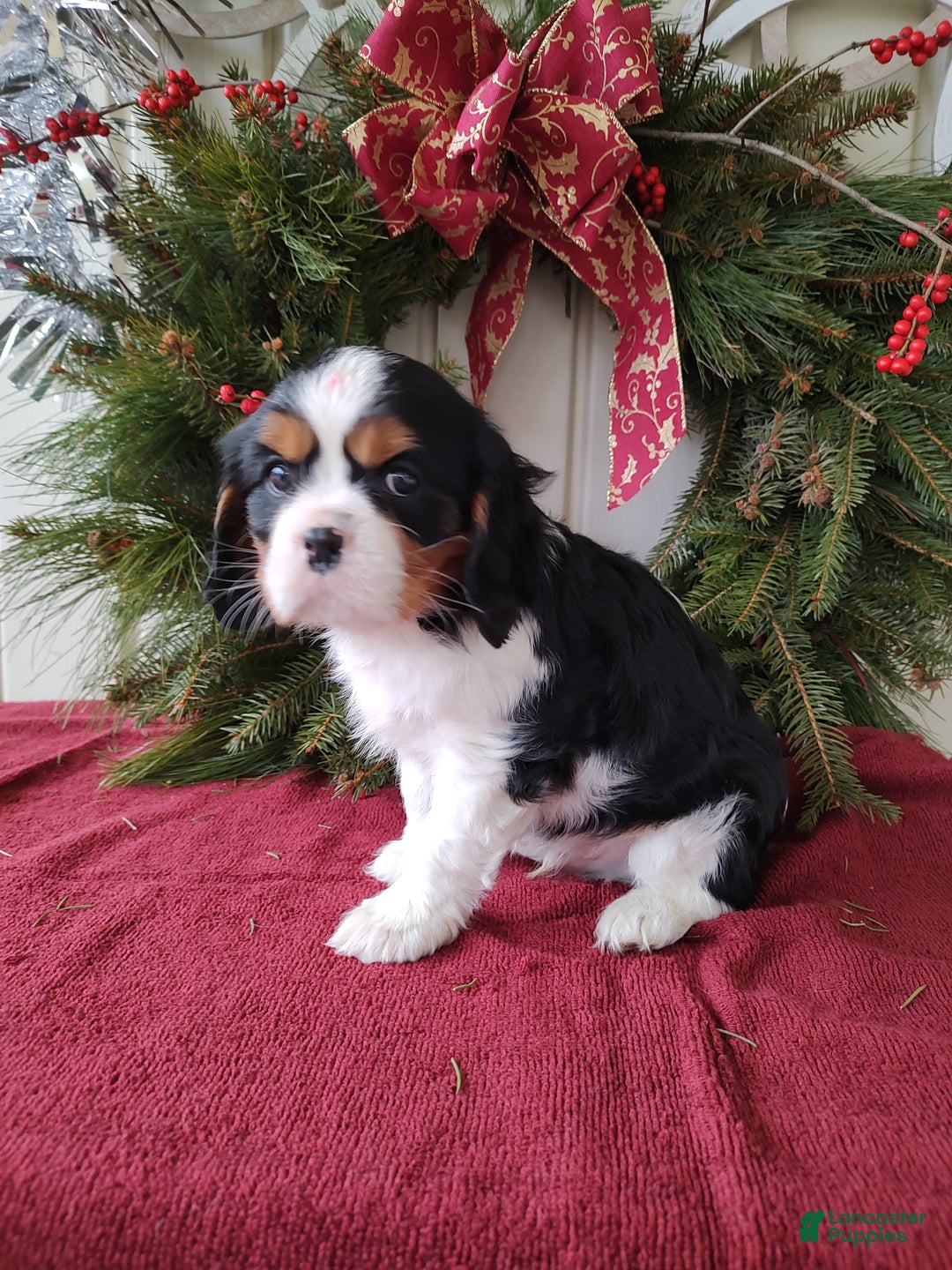 Cavalier King Charles Spaniel dogs for sale: Lance - Ad 3