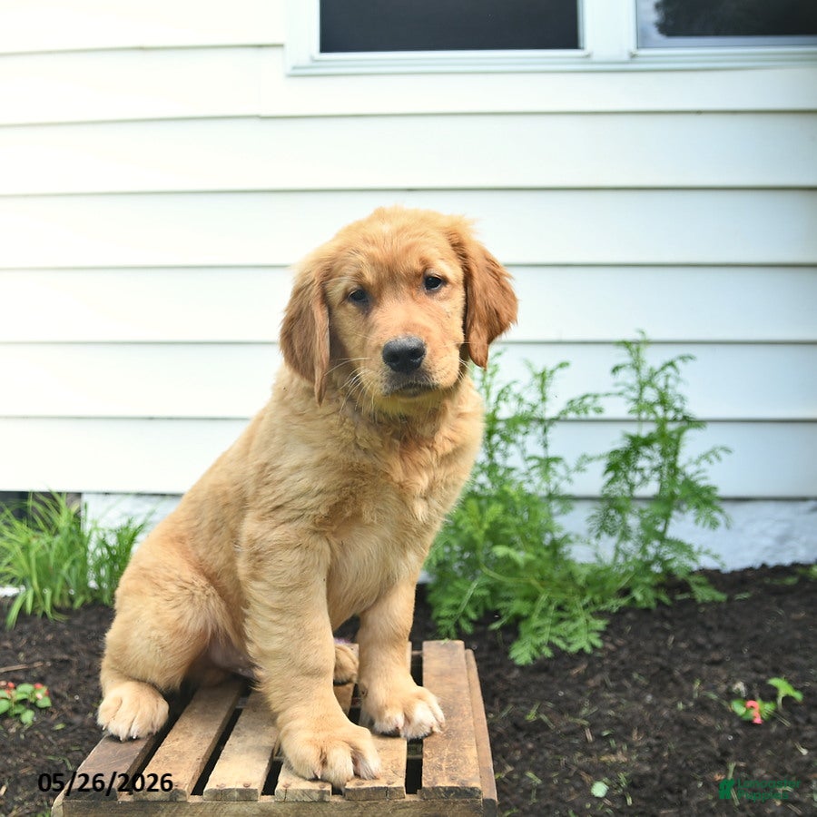 Golden Retriever dogs Clifford  - Ad 2