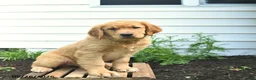 Golden Retriever dogs for sale: Clifford  - Ad 2