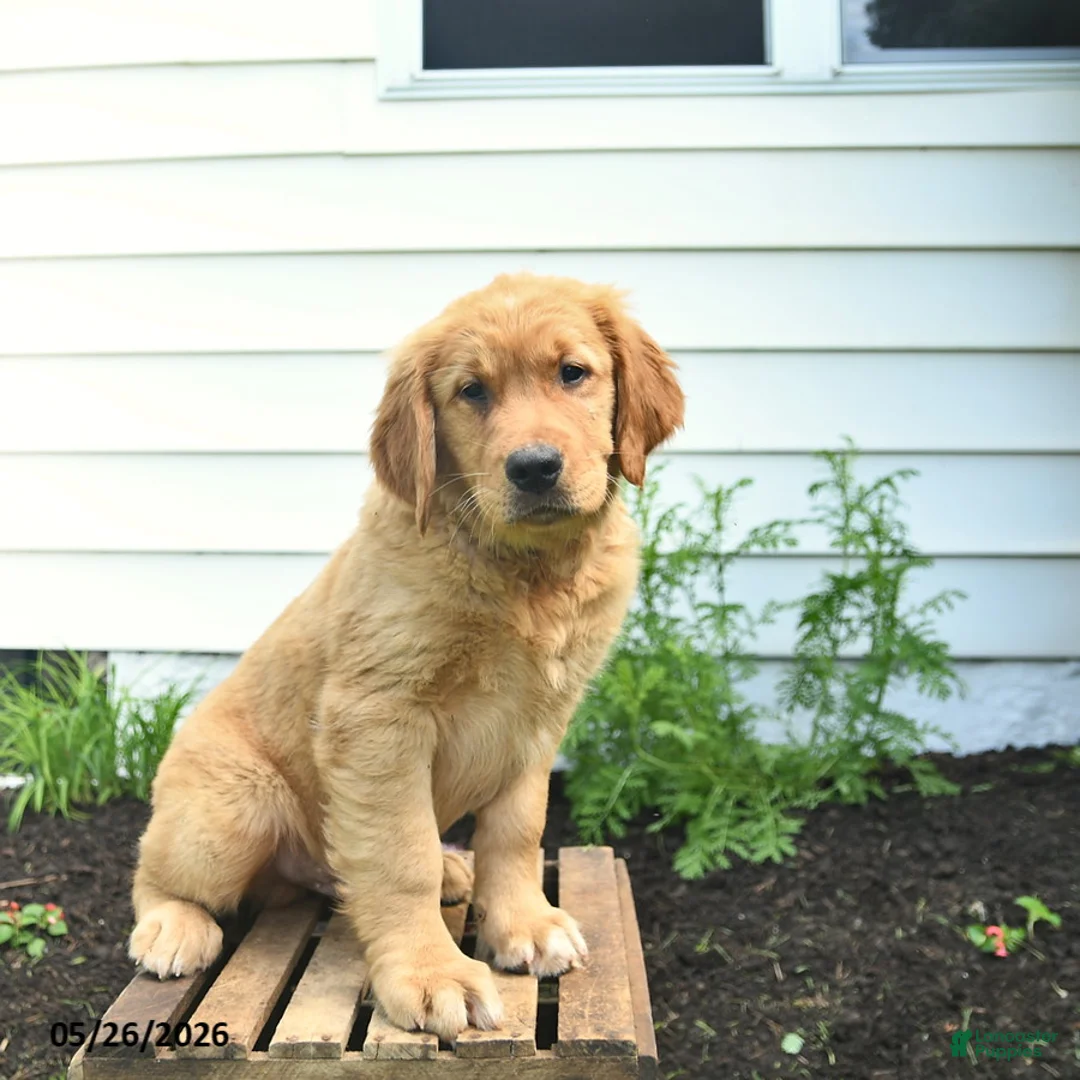 Golden Retriever dogs for sale: Clifford  - Ad 2