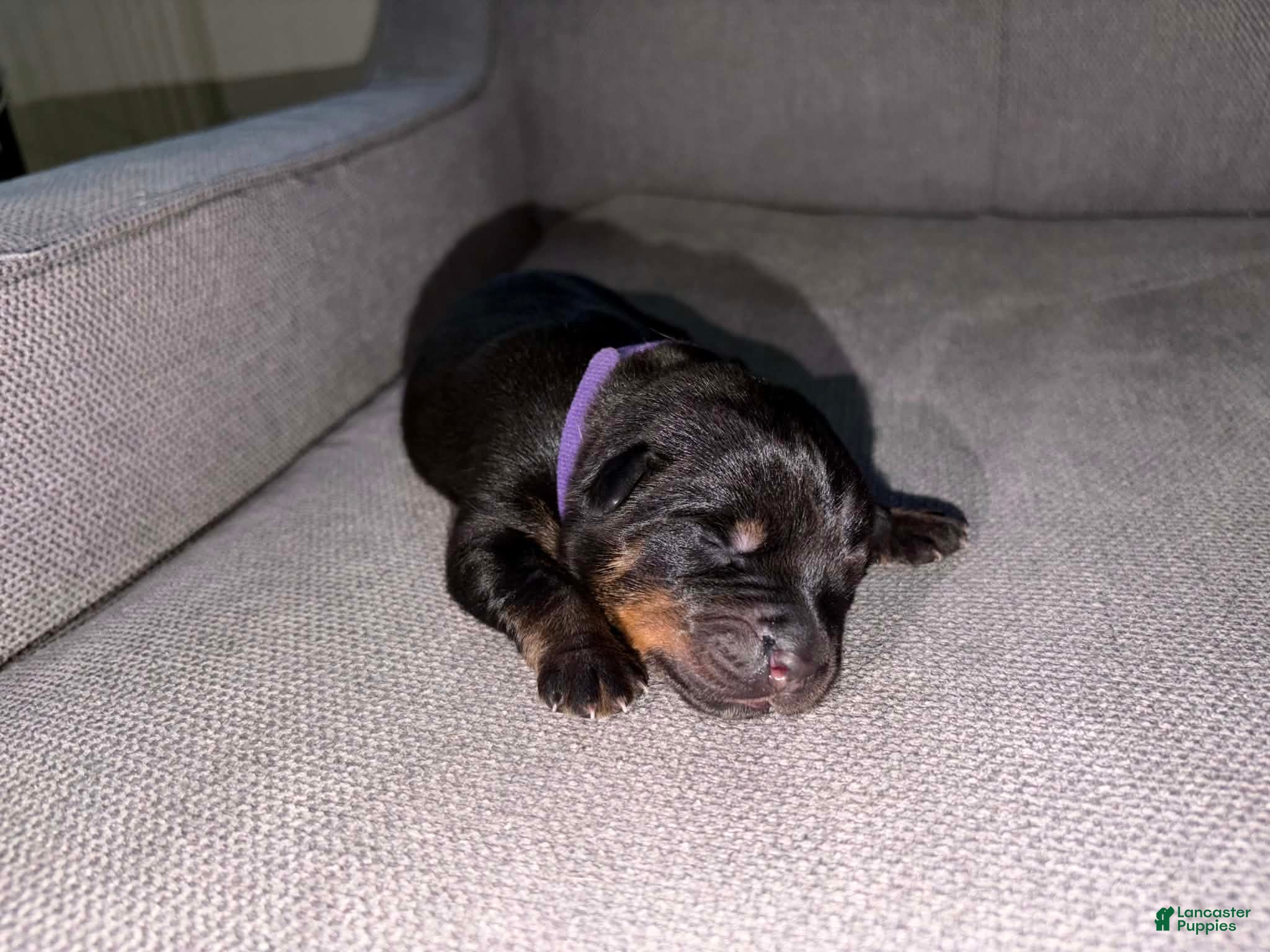 Mixed Breed dogs Mixed Breed Puppy 5 - Ad 3