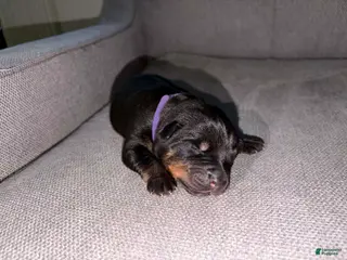 Mixed Breed dogs Mixed Breed Puppy 5 - Ad 3